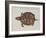 Common Box Tortoise-John White-Framed Giclee Print