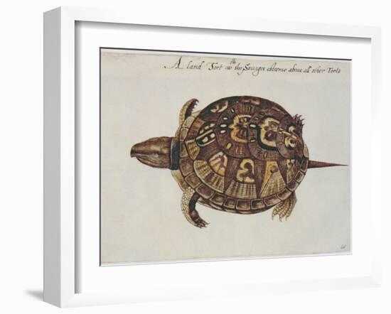 Common Box Tortoise-John White-Framed Giclee Print