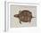 Common Box Tortoise-John White-Framed Giclee Print