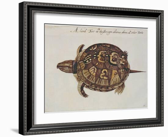 Common Box Tortoise-John White-Framed Giclee Print