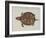 Common Box Tortoise-John White-Framed Giclee Print