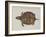 Common Box Tortoise-John White-Framed Giclee Print