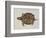 Common Box Tortoise-John White-Framed Giclee Print