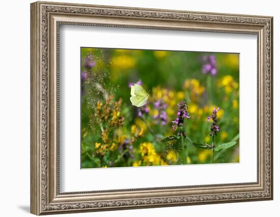Common brimstone butterfly flying, Germany-Konrad Wothe-Framed Photographic Print