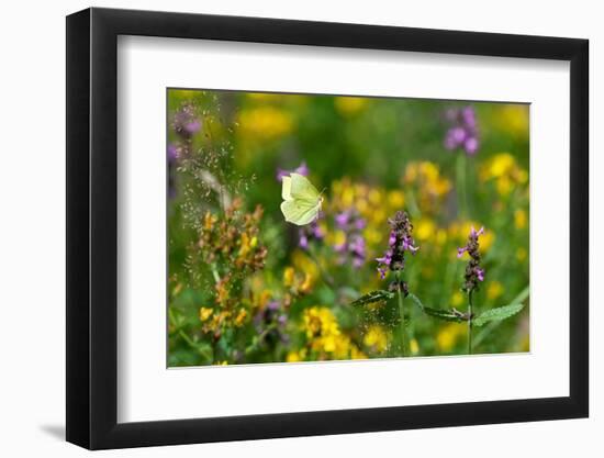 Common brimstone butterfly flying, Germany-Konrad Wothe-Framed Photographic Print