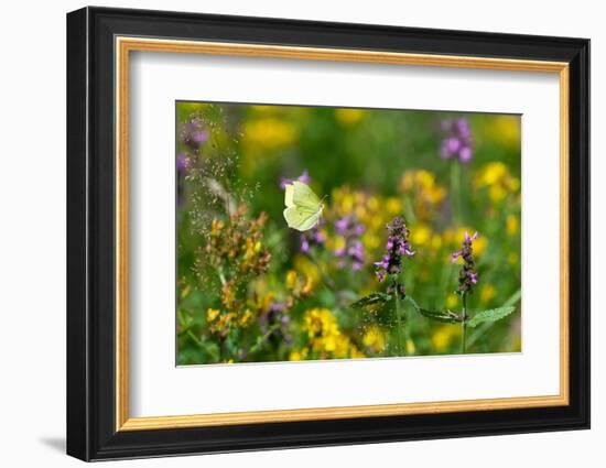 Common brimstone butterfly flying, Germany-Konrad Wothe-Framed Photographic Print