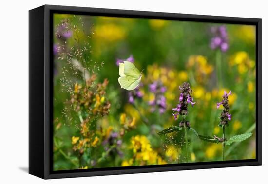 Common brimstone butterfly flying, Germany-Konrad Wothe-Framed Premier Image Canvas