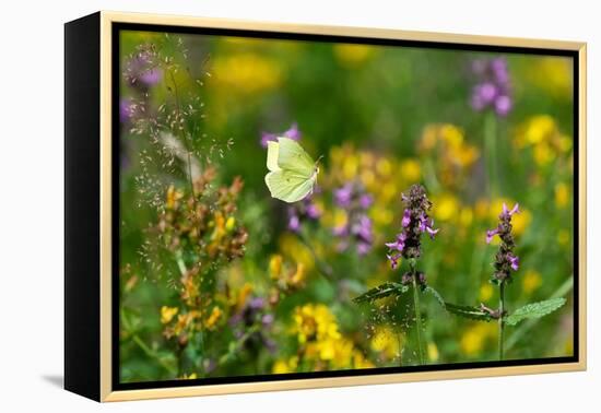 Common brimstone butterfly flying, Germany-Konrad Wothe-Framed Premier Image Canvas
