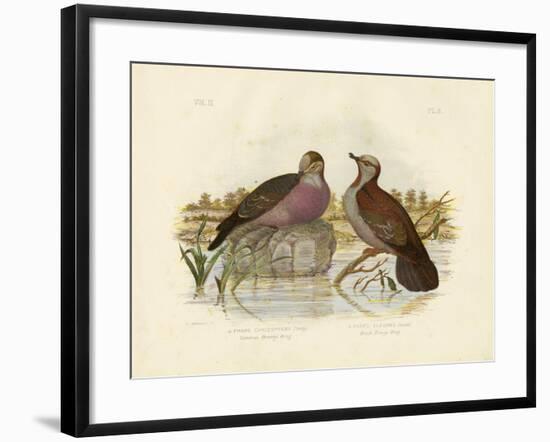 Common Bronzewing, 1891-Gracius Broinowski-Framed Giclee Print