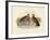 Common Bronzewing, 1891-Gracius Broinowski-Framed Giclee Print