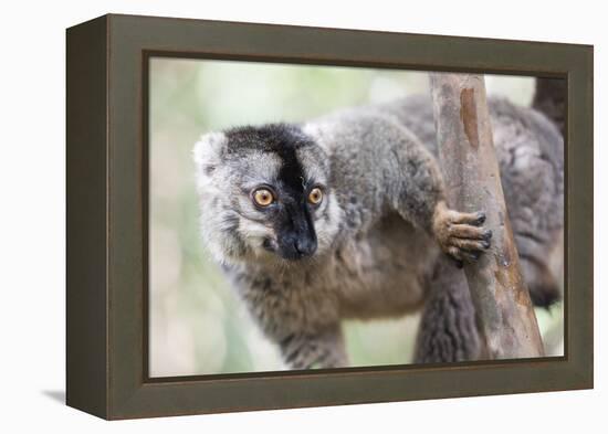 Common Brown Lemur (Eulemur Fulvus), Lemur Island, Andasibe National Park, Madagascar, Africa-Matthew Williams-Ellis-Framed Premier Image Canvas
