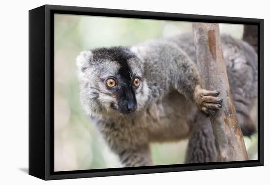 Common Brown Lemur (Eulemur Fulvus), Lemur Island, Andasibe National Park, Madagascar, Africa-Matthew Williams-Ellis-Framed Premier Image Canvas