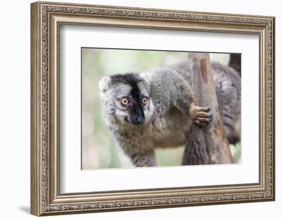 Common Brown Lemur (Eulemur Fulvus), Lemur Island, Andasibe National Park, Madagascar, Africa-Matthew Williams-Ellis-Framed Photographic Print