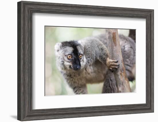 Common Brown Lemur (Eulemur Fulvus), Lemur Island, Andasibe National Park, Madagascar, Africa-Matthew Williams-Ellis-Framed Photographic Print