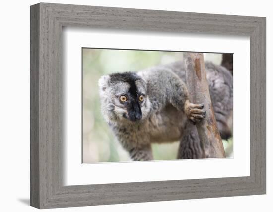 Common Brown Lemur (Eulemur Fulvus), Lemur Island, Andasibe National Park, Madagascar, Africa-Matthew Williams-Ellis-Framed Photographic Print