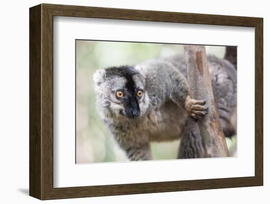 Common Brown Lemur (Eulemur Fulvus), Lemur Island, Andasibe National Park, Madagascar, Africa-Matthew Williams-Ellis-Framed Photographic Print