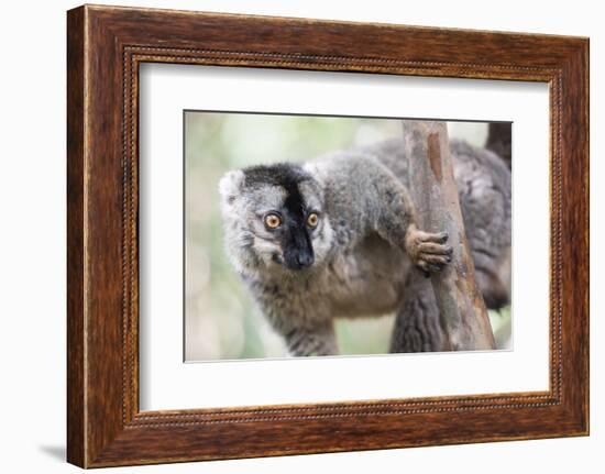 Common Brown Lemur (Eulemur Fulvus), Lemur Island, Andasibe National Park, Madagascar, Africa-Matthew Williams-Ellis-Framed Photographic Print