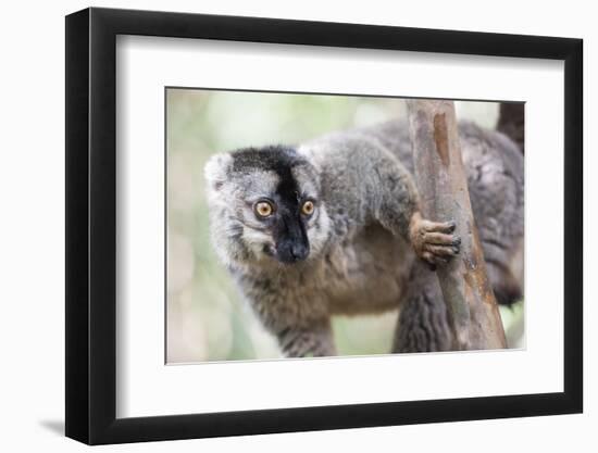 Common Brown Lemur (Eulemur Fulvus), Lemur Island, Andasibe National Park, Madagascar, Africa-Matthew Williams-Ellis-Framed Photographic Print