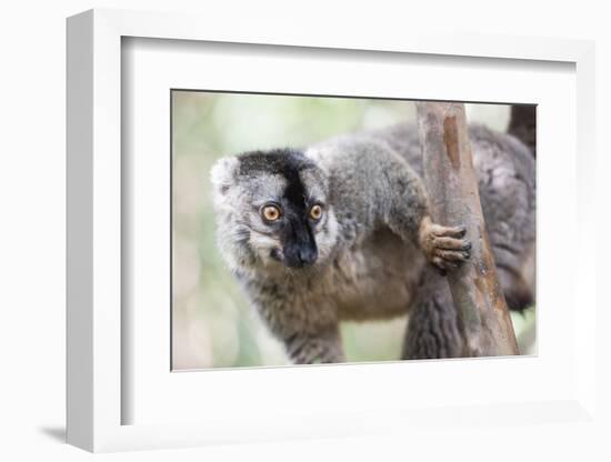 Common Brown Lemur (Eulemur Fulvus), Lemur Island, Andasibe National Park, Madagascar, Africa-Matthew Williams-Ellis-Framed Photographic Print