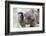 Common Brown Lemur (Eulemur Fulvus), Lemur Island, Andasibe National Park, Madagascar, Africa-Matthew Williams-Ellis-Framed Photographic Print