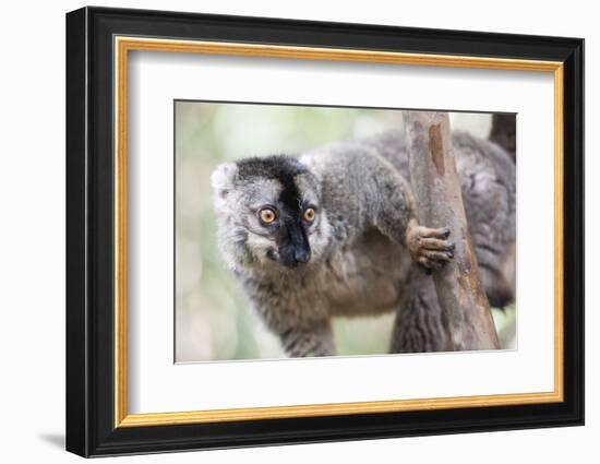 Common Brown Lemur (Eulemur Fulvus), Lemur Island, Andasibe National Park, Madagascar, Africa-Matthew Williams-Ellis-Framed Photographic Print