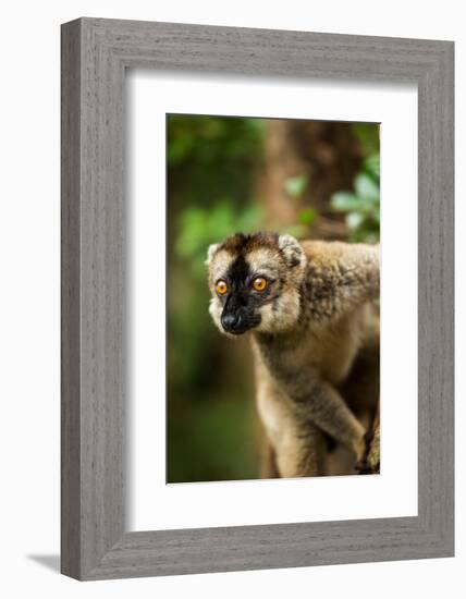 Common Brown Lemur, Madagascar-Paul Souders-Framed Photographic Print