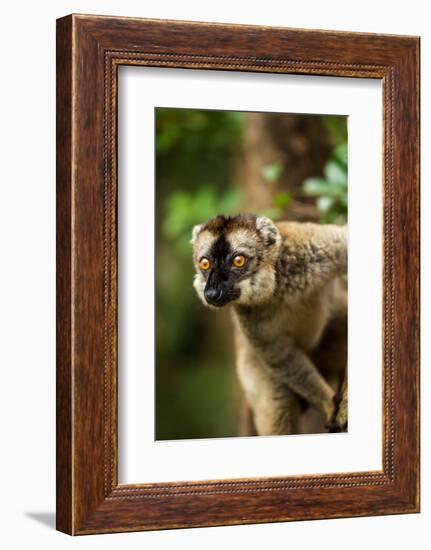 Common Brown Lemur, Madagascar-Paul Souders-Framed Photographic Print