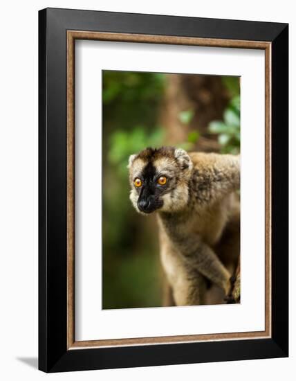 Common Brown Lemur, Madagascar-Paul Souders-Framed Photographic Print