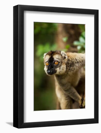 Common Brown Lemur, Madagascar-Paul Souders-Framed Photographic Print