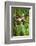 Common Brown Lemur, Madagascar-Paul Souders-Framed Photographic Print