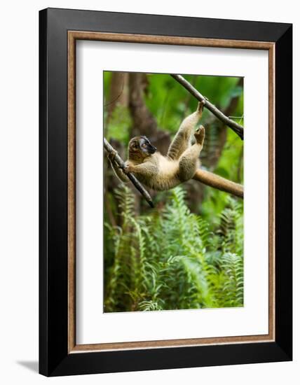 Common Brown Lemur, Madagascar-Paul Souders-Framed Photographic Print