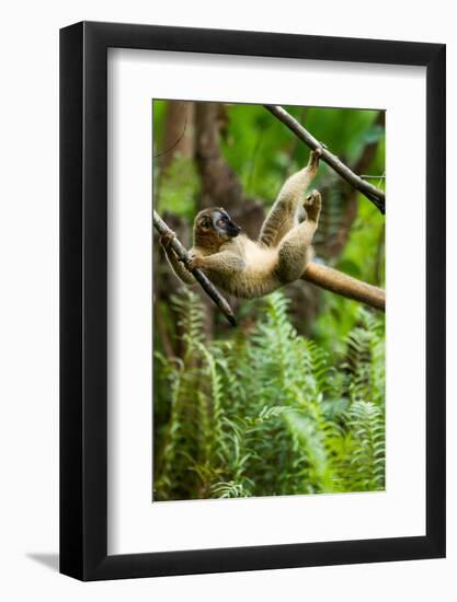 Common Brown Lemur, Madagascar-Paul Souders-Framed Photographic Print