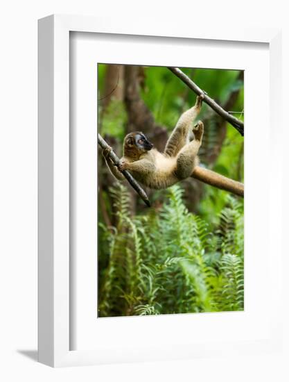 Common Brown Lemur, Madagascar-Paul Souders-Framed Photographic Print