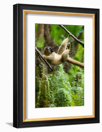 Common Brown Lemur, Madagascar-Paul Souders-Framed Photographic Print