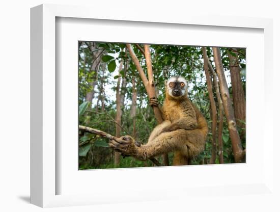 Common Brown Lemur, Madagascar-Paul Souders-Framed Photographic Print