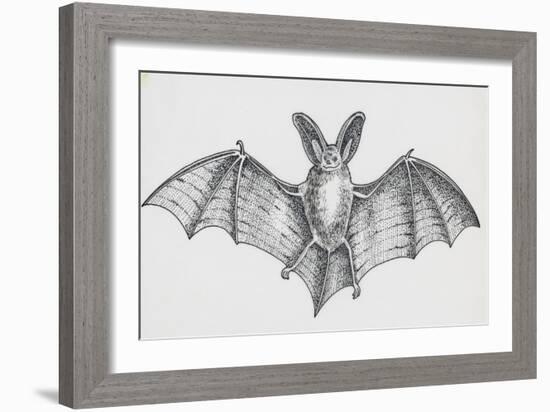 Common Brown Long-Eared Bat (Plecotus Auritus), Chiroptera-null-Framed Giclee Print