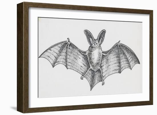 Common Brown Long-Eared Bat (Plecotus Auritus), Chiroptera-null-Framed Giclee Print