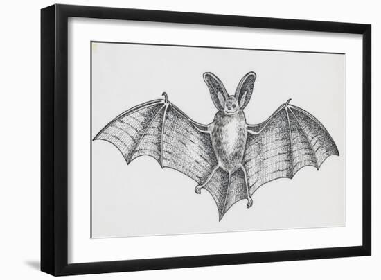 Common Brown Long-Eared Bat (Plecotus Auritus), Chiroptera-null-Framed Giclee Print