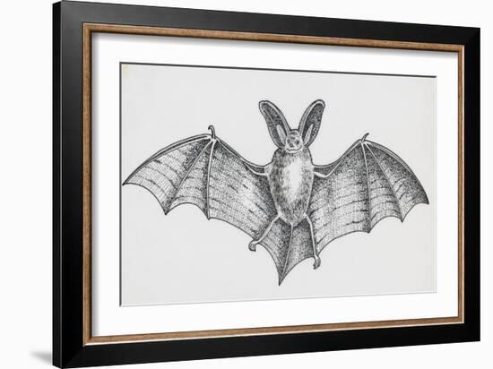 Common Brown Long-Eared Bat (Plecotus Auritus), Chiroptera-null-Framed Giclee Print