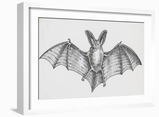 Common Brown Long-Eared Bat (Plecotus Auritus), Chiroptera-null-Framed Giclee Print