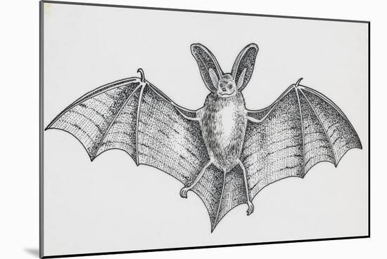 Common Brown Long-Eared Bat (Plecotus Auritus), Chiroptera-null-Mounted Giclee Print