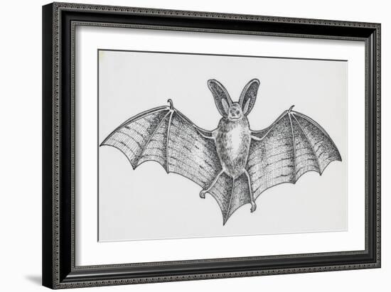 Common Brown Long-Eared Bat (Plecotus Auritus), Chiroptera-null-Framed Giclee Print