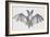 Common Brown Long-Eared Bat (Plecotus Auritus), Chiroptera-null-Framed Giclee Print