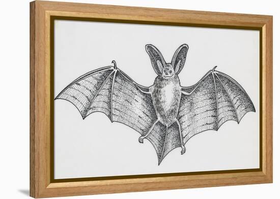 Common Brown Long-Eared Bat (Plecotus Auritus), Chiroptera-null-Framed Premier Image Canvas