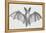 Common Brown Long-Eared Bat (Plecotus Auritus), Chiroptera-null-Framed Premier Image Canvas