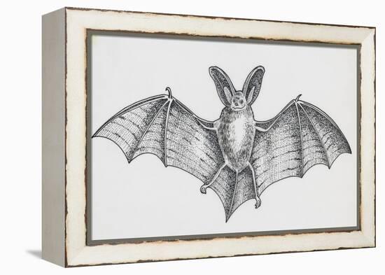 Common Brown Long-Eared Bat (Plecotus Auritus), Chiroptera-null-Framed Premier Image Canvas