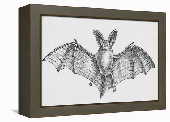 Common Brown Long-Eared Bat (Plecotus Auritus), Chiroptera-null-Framed Premier Image Canvas