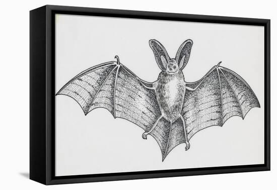 Common Brown Long-Eared Bat (Plecotus Auritus), Chiroptera-null-Framed Premier Image Canvas