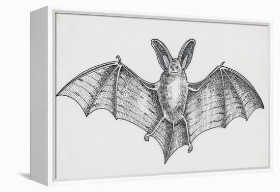 Common Brown Long-Eared Bat (Plecotus Auritus), Chiroptera-null-Framed Premier Image Canvas