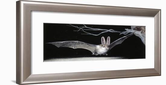 Common Brown Long-Eared Bat (Plecotus Auritus), Chiroptera-null-Framed Giclee Print